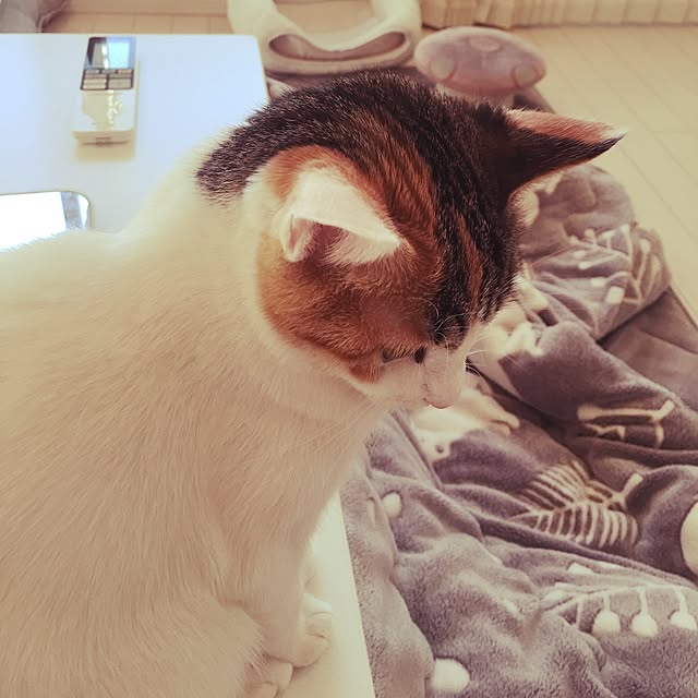 koumeさんの実例写真