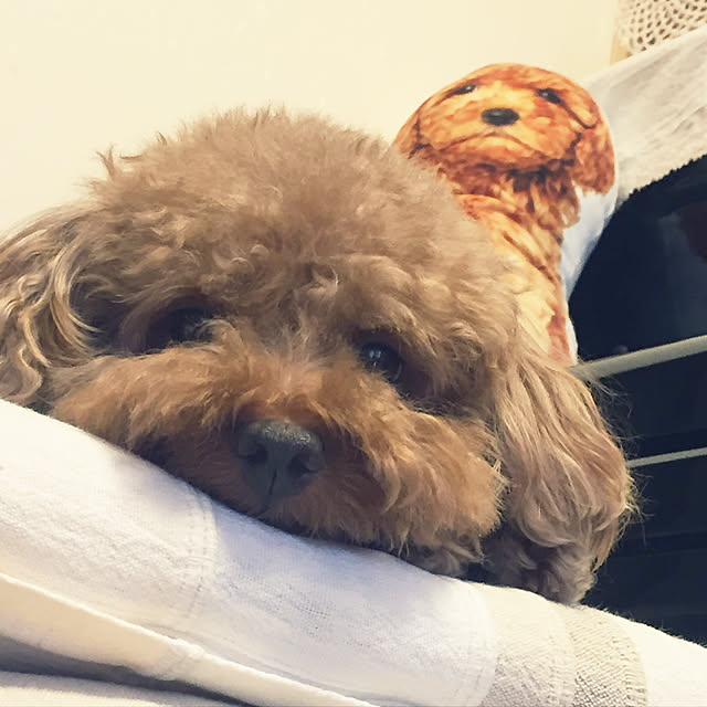 rutanmamaさんの実例写真