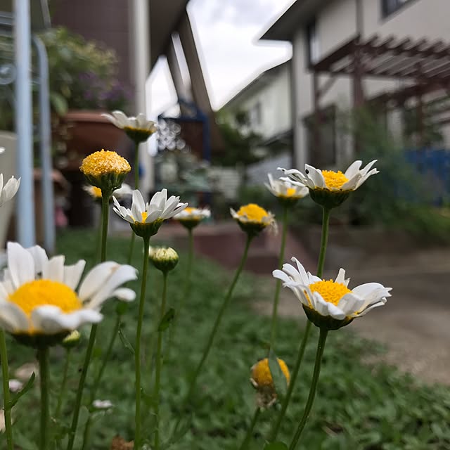 kokko3さんの実例写真