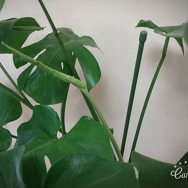 mihoさんの実例写真
