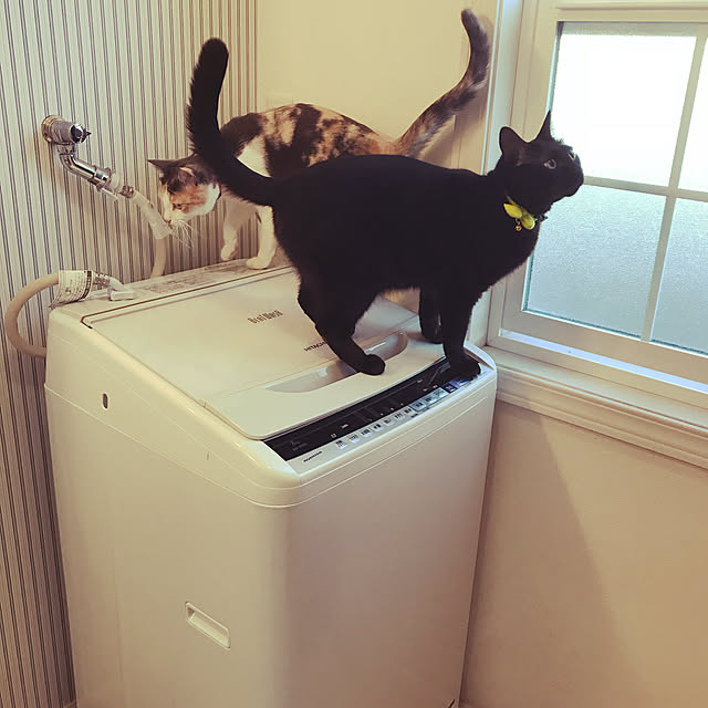 kokomamosiさんの実例写真