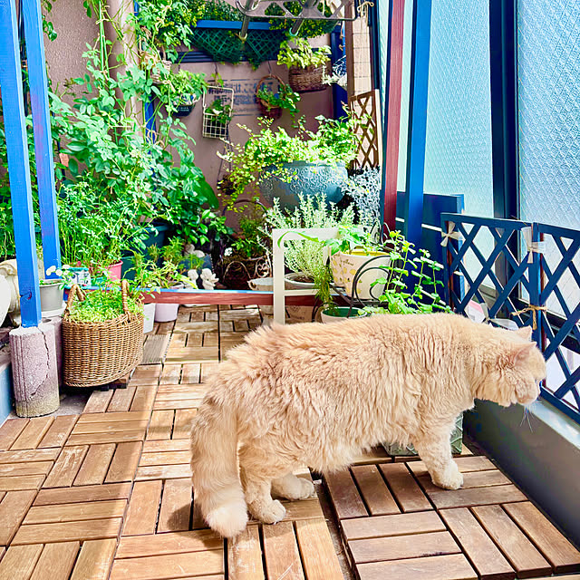 naokoさんの実例写真
