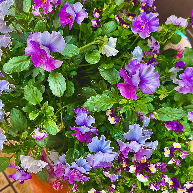 kaochanさんの実例写真