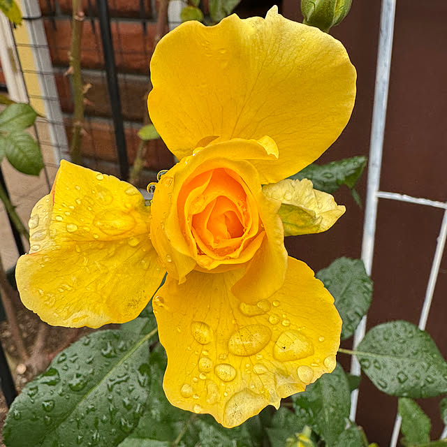 RoseLife5818さんの部屋