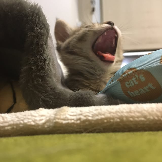 mikomaruさんの実例写真