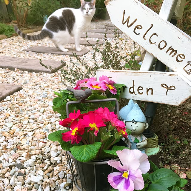 mintcatさんの実例写真