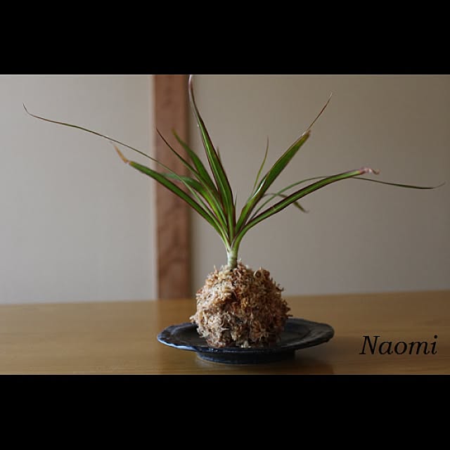naomi71さんの実例写真