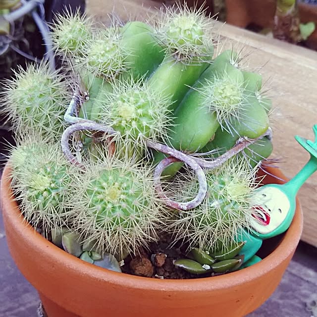 beeさんの実例写真