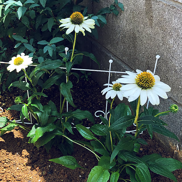 khさんの実例写真