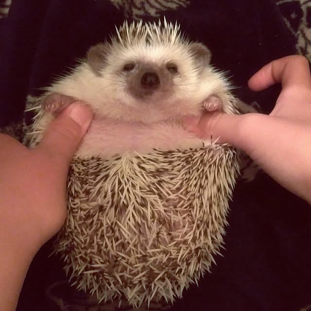 tomominさんの実例写真