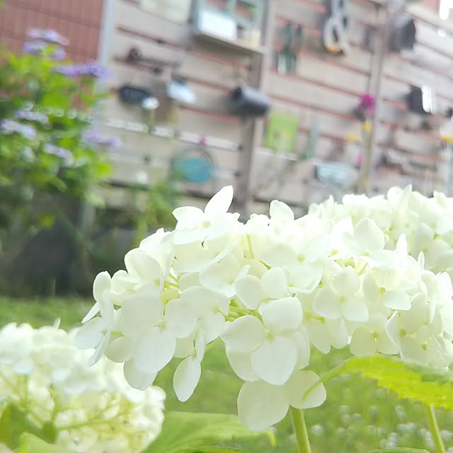 MMYSさんの実例写真