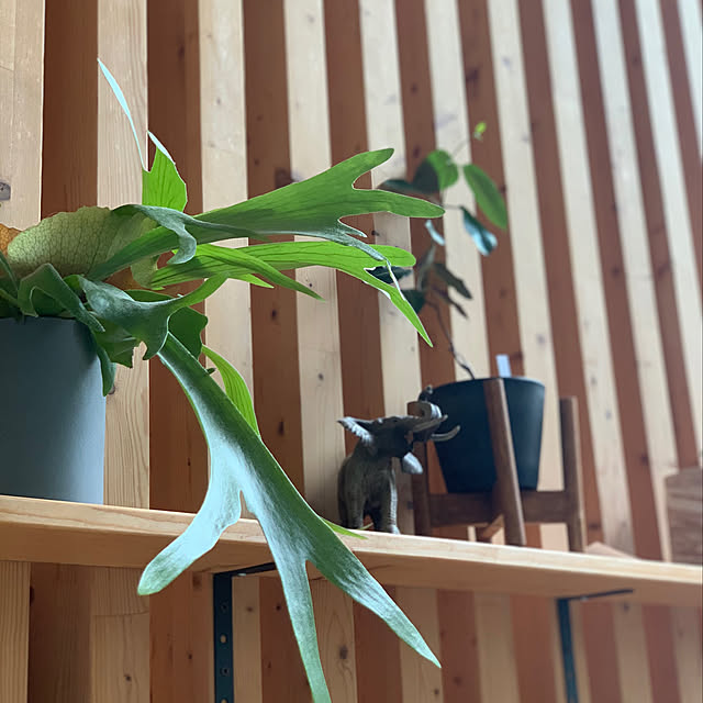 ダイニング/観葉植物/DIY/棚のインテリア実例 - 2020-05-19 15:52:32