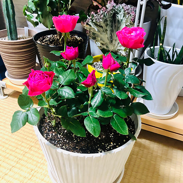 hanachanさんの部屋