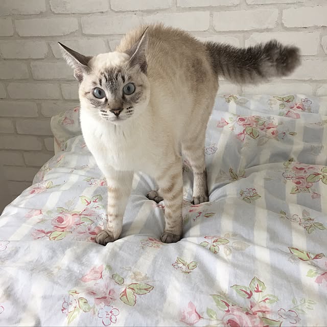 belltanさんの実例写真