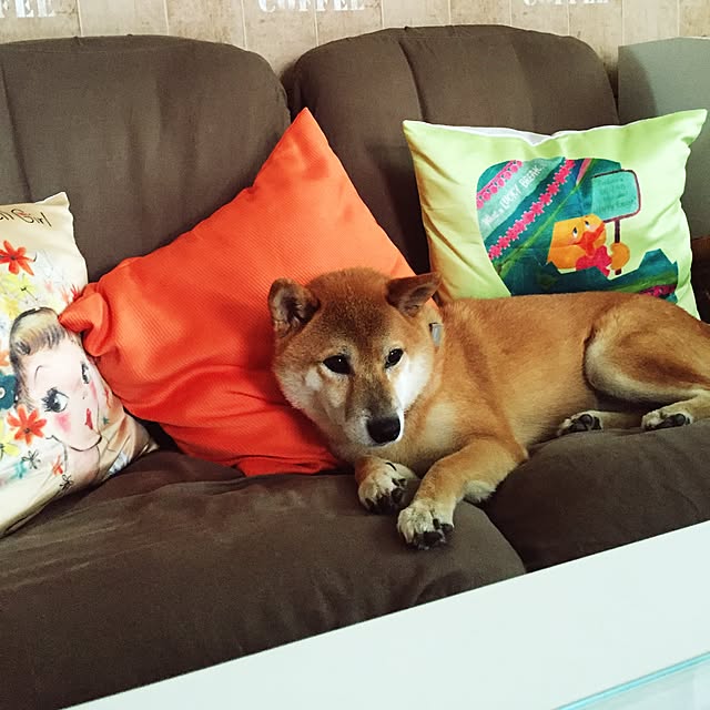 shibaさんの実例写真