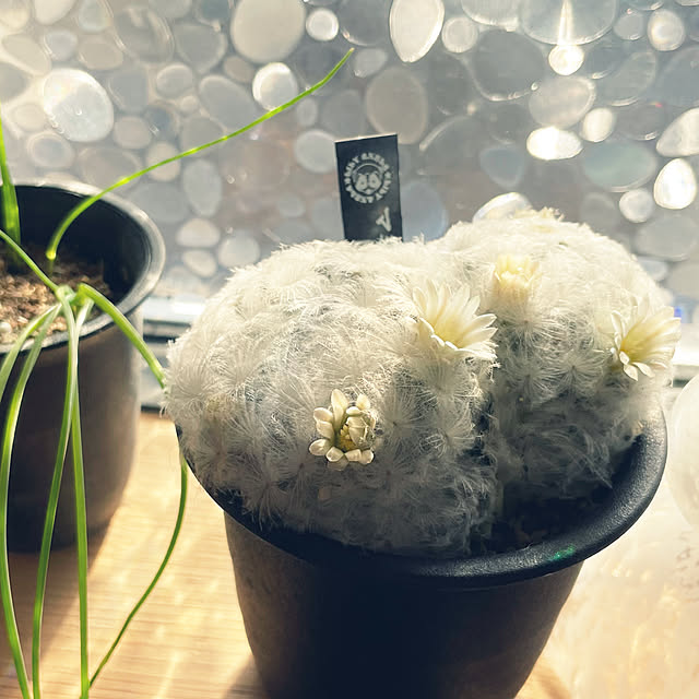 nekosamaさんの実例写真