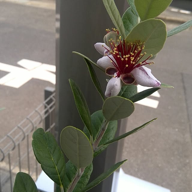 ikuさんの実例写真