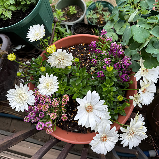 mamizaさんの部屋