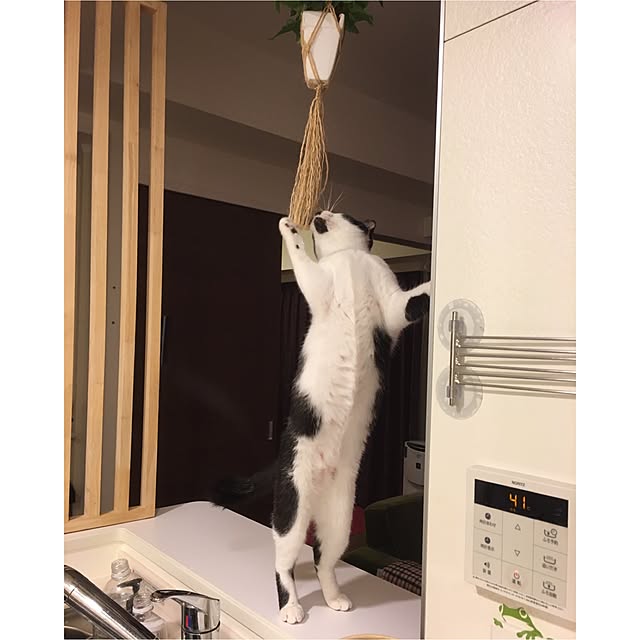 mikomaruさんの実例写真