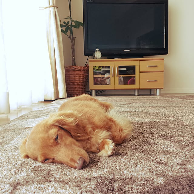 sumireさんの実例写真