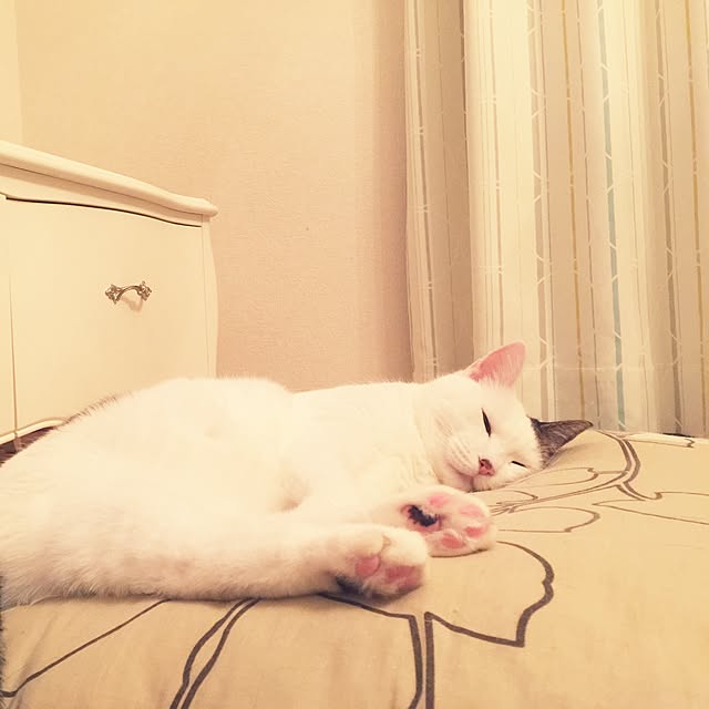 coedodecoさんの実例写真