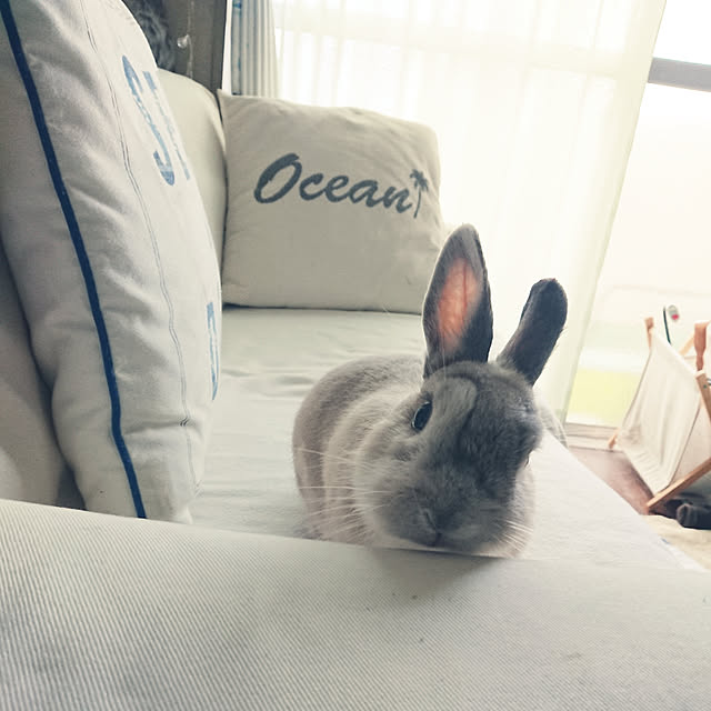 yokomokoさんの実例写真