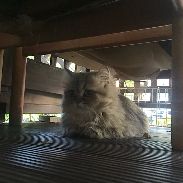 butachanさんの実例写真