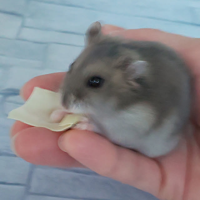 mieさんの実例写真