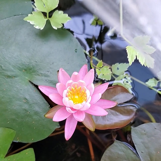 KOHAKUさんの実例写真