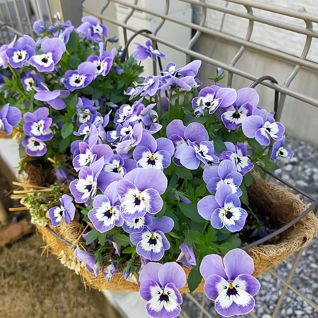 chiiさんの実例写真