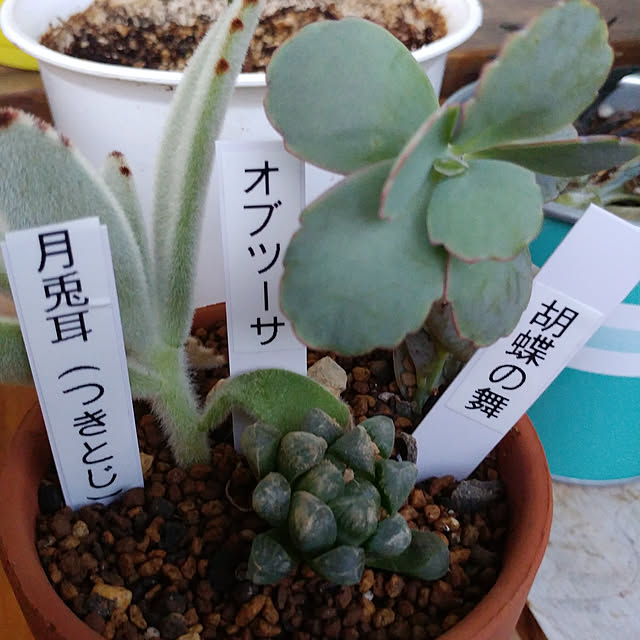 Eriさんの実例写真