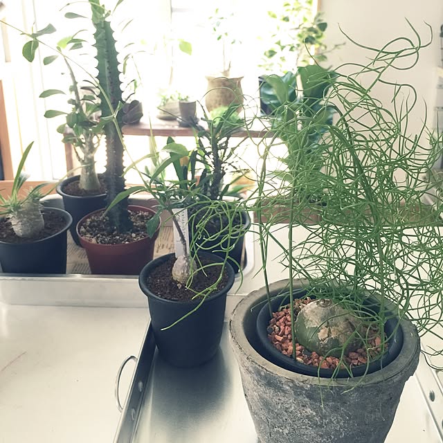 marley0209さんの実例写真