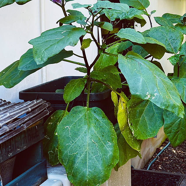 chacoさんの部屋