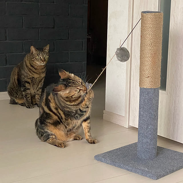necomuraさんの実例写真