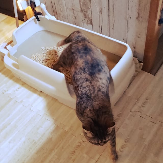 runaさんの部屋