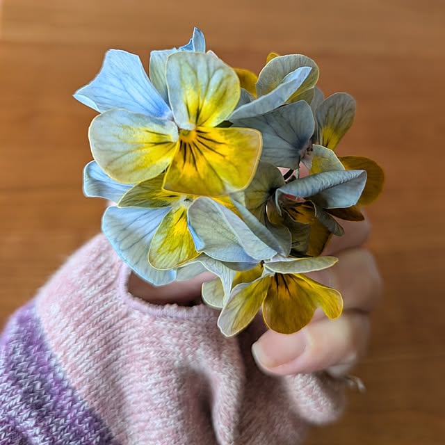 mi-saさんの部屋