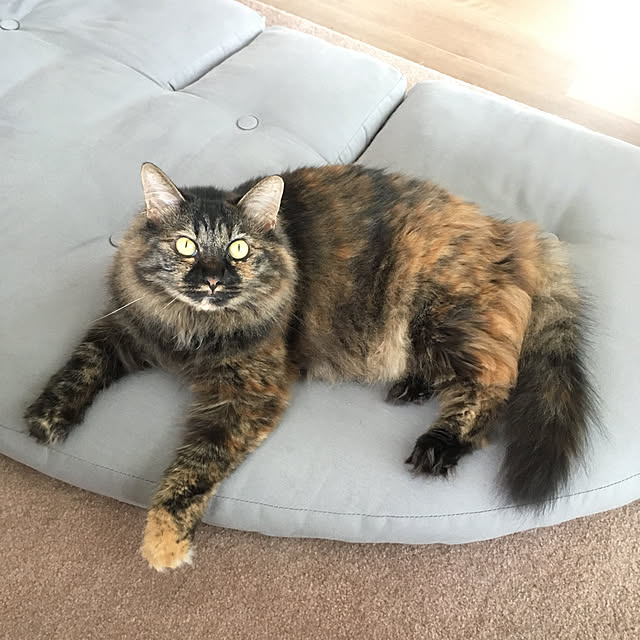 mikomaruさんの実例写真