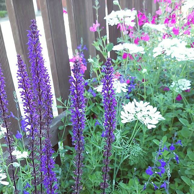VIORAさんの実例写真