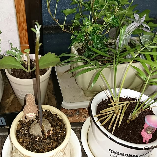 yoshieさんの実例写真