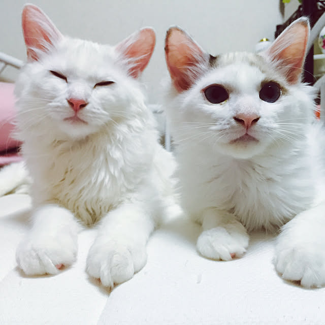 BWCATSさんの実例写真
