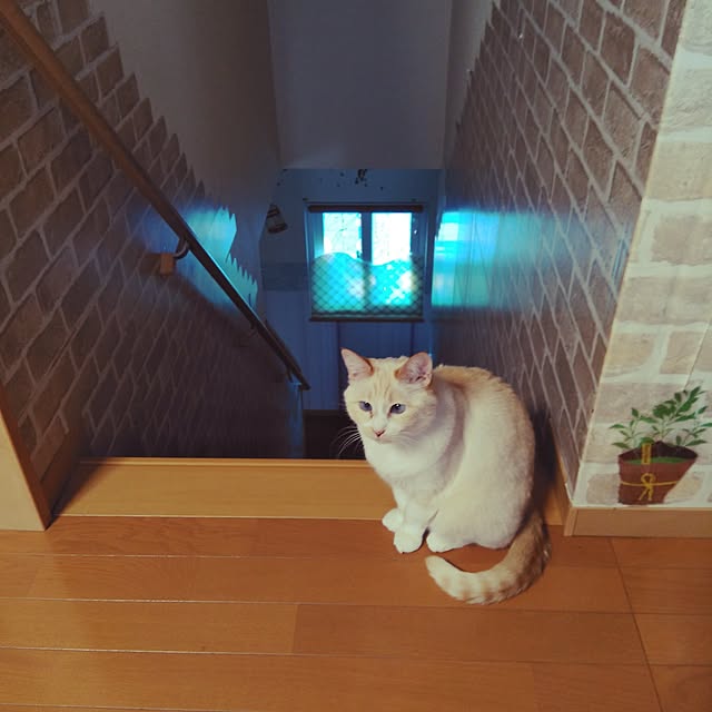 posauruさんの実例写真
