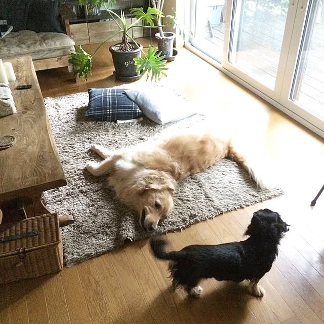 tomowithdogさんの実例写真