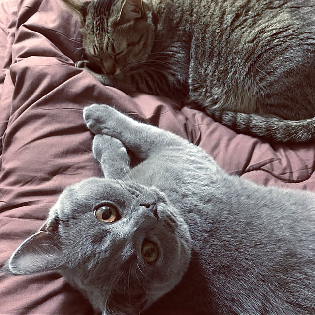 NEKOARUKIさんの実例写真