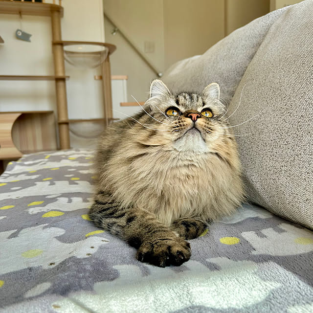 matcha-catさんの部屋