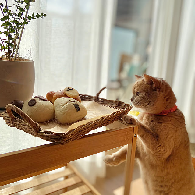 tomoさんの実例写真