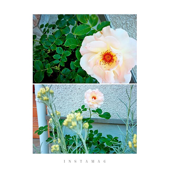 nikomaru2さんの実例写真