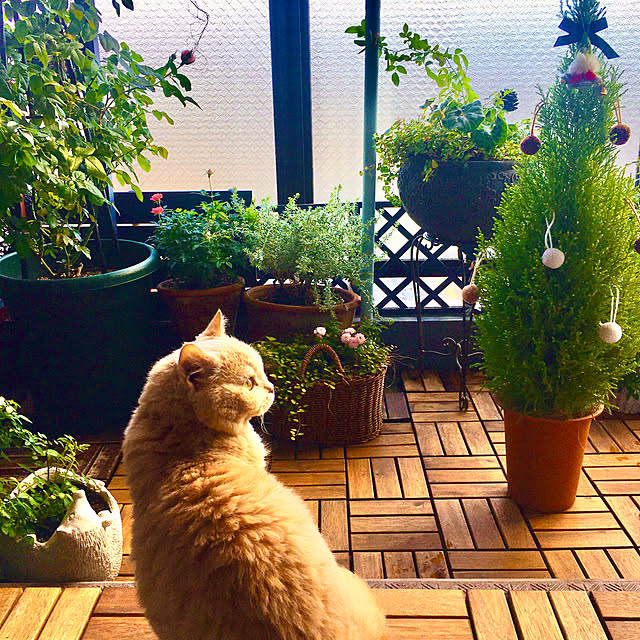 naokoさんの部屋