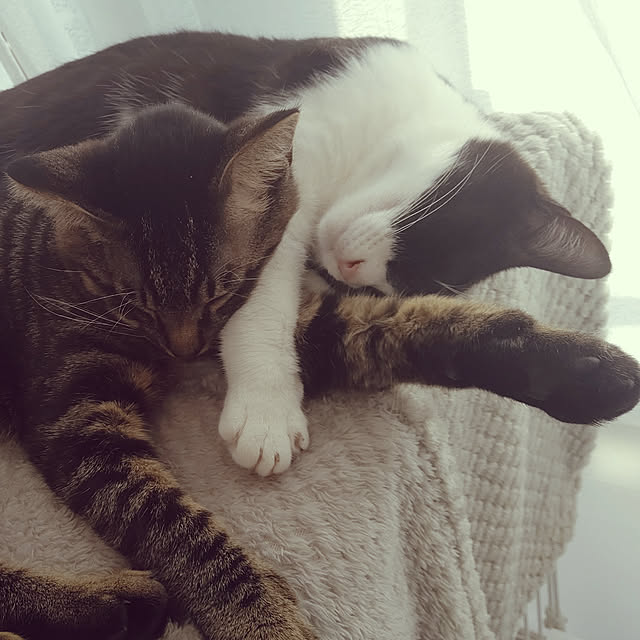 hihaさんの実例写真