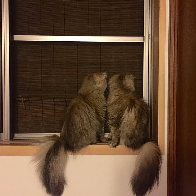 butachanさんの実例写真