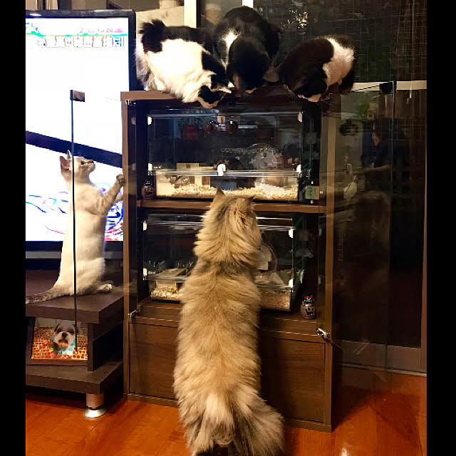 butachanさんの実例写真